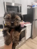 daisy , a female Yorkshire Terrier for sale in Akron, OH – Photo 4 of 4