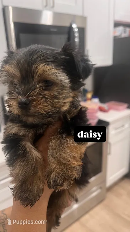 daisy  – Yorkshire Terrier puppy on hold in Akron, OH