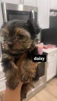 daisy , a female Yorkshire Terrier for sale in Akron, OH – Photo 1 of 4
