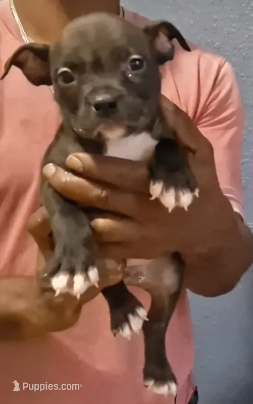 Hardcut Billy  – American Bully puppy for sale in Spencer, OK