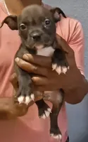 Hardcut Billy , a male American Bully for sale in Spencer, OK – 1 of 4