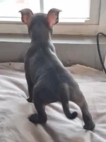 Hardcut Billy , a male American Bully for sale in Spencer, OK – 2 of 4