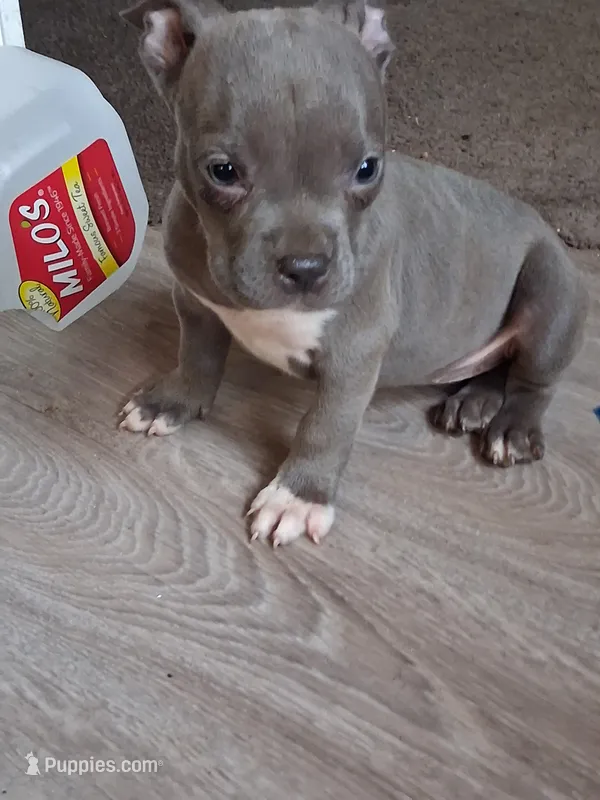 Hardcut Cutie – American Bully puppy for sale in Spencer, OK