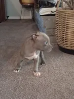 Hardcut Cutie, a female American Bully for sale in Spencer, OK – 2 of 2