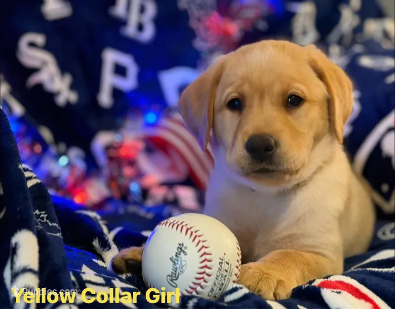Yellow Collar- F – Labrador Retriever puppy for sale in North Wilkesboro, NC