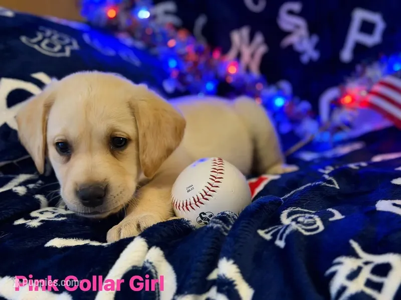 Pink Collar- F – Labrador Retriever puppy for sale in North Wilkesboro, NC