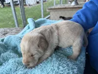Green Collar- M, a female Labrador Retriever for sale in North Wilkesboro, NC – Photo 2 of 2