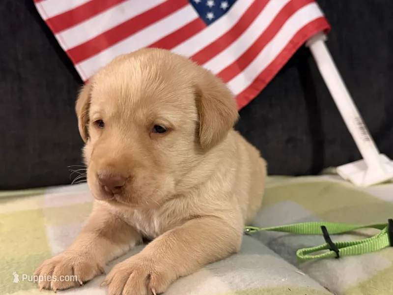 Green Collar- M – Labrador Retriever puppy for sale in North Wilkesboro, NC