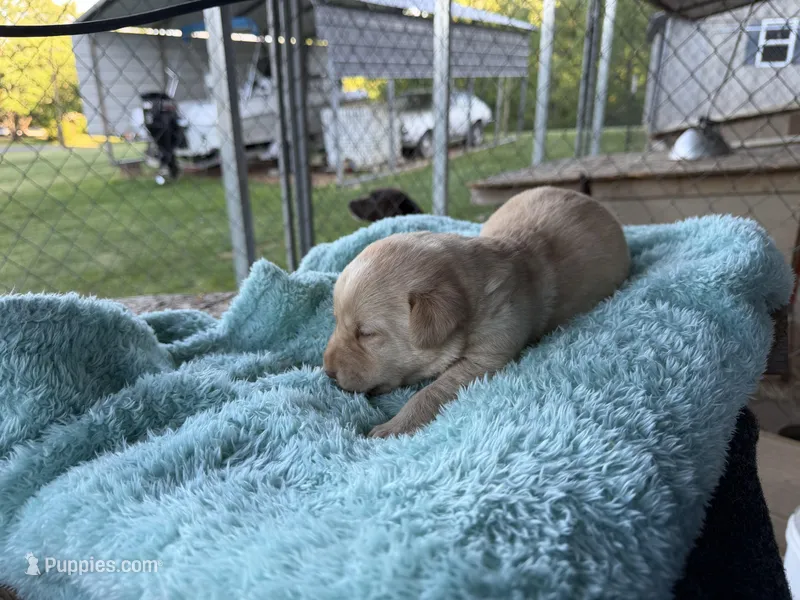 Green Collar- M – Labrador Retriever puppy for sale in North Wilkesboro, NC