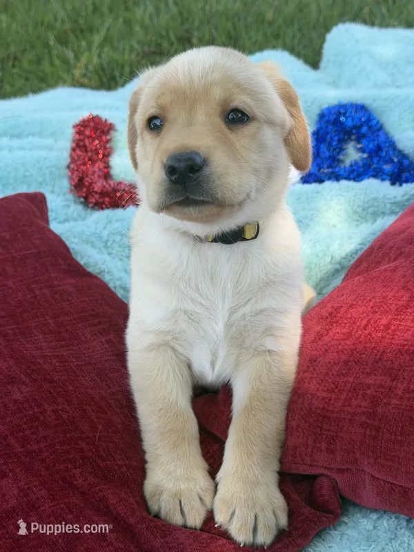 Yellow Collar- F – Labrador Retriever puppy for sale in North Wilkesboro, NC