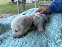 Pink Collar- F, a female Labrador Retriever for sale in North Wilkesboro, NC – Photo 2 of 3