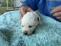 Pink Collar- F, a female Labrador Retriever for sale in North Wilkesboro, NC – Photo 1 of 3