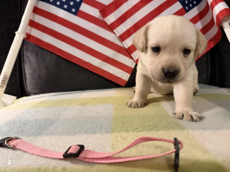 Pink Collar- F – Labrador Retriever puppy for sale in North Wilkesboro, NC