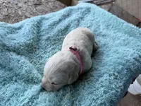 Pink Collar- F, a female Labrador Retriever for sale in North Wilkesboro, NC – Photo 3 of 3