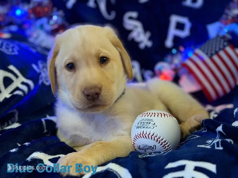 Blue Collar- M – Labrador Retriever puppy for sale in North Wilkesboro, NC