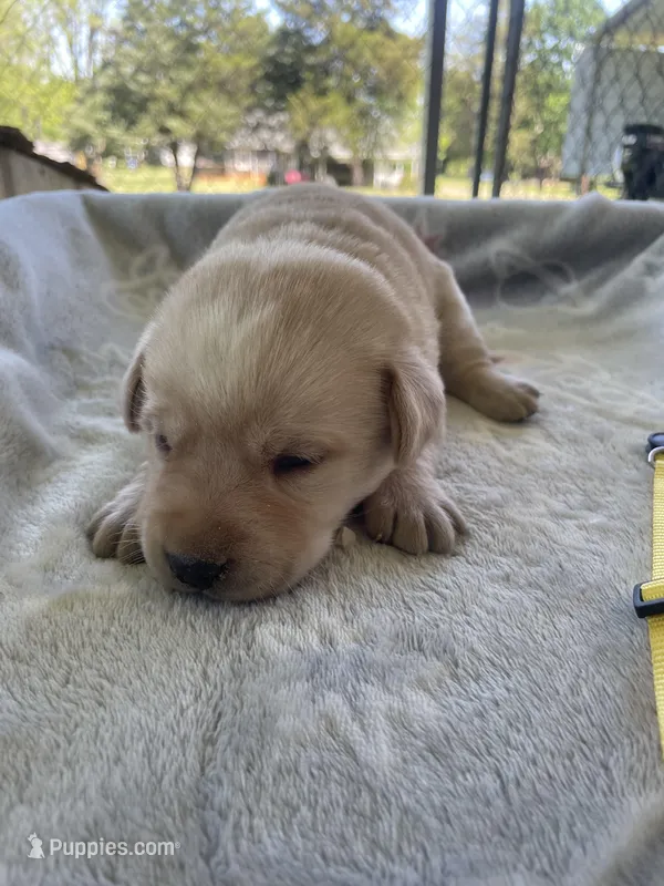 Yellow Collar- F, a female Labrador Retriever for sale in North Wilkesboro, NC – Photo 1 of 4