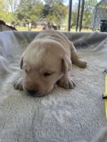 Yellow Collar- F, a female Labrador Retriever for sale in North Wilkesboro, NC – Photo 1 of 4