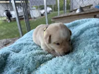 Yellow Collar- F, a female Labrador Retriever for sale in North Wilkesboro, NC – Photo 3 of 4