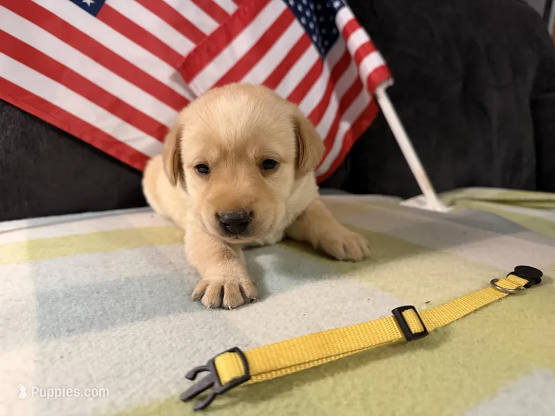 Yellow Collar- F – Labrador Retriever puppy for sale in North Wilkesboro, NC