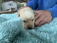 Yellow Collar- F, a female Labrador Retriever for sale in North Wilkesboro, NC – Photo 2 of 4