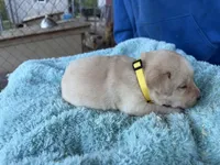 Yellow Collar- F, a female Labrador Retriever for sale in North Wilkesboro, NC – Photo 4 of 4