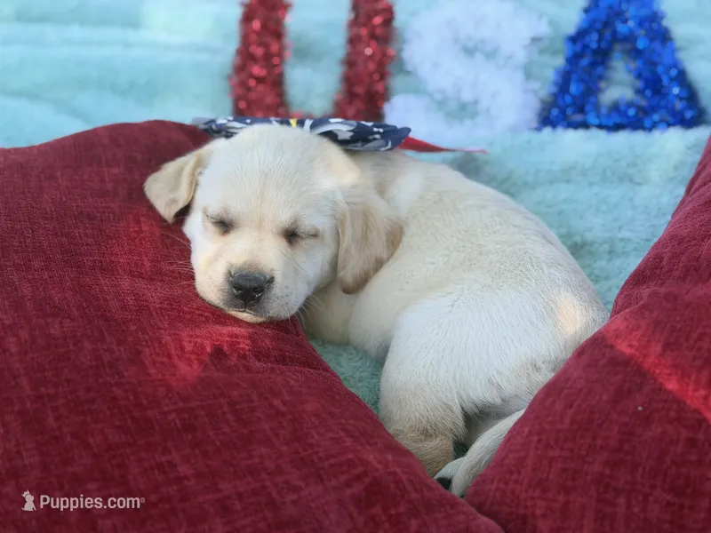 Pink Collar- F – Labrador Retriever puppy for sale in North Wilkesboro, NC