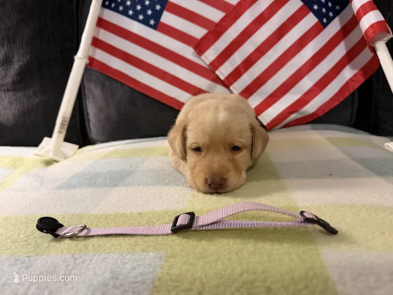 Light Purple Collar- F – Labrador Retriever puppy for sale in North Wilkesboro, NC