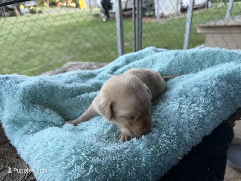 Light Purple Collar- F – Labrador Retriever puppy for sale in North Wilkesboro, NC