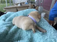 Light Purple Collar- F, a female Labrador Retriever for sale in North Wilkesboro, NC – Photo 2 of 2