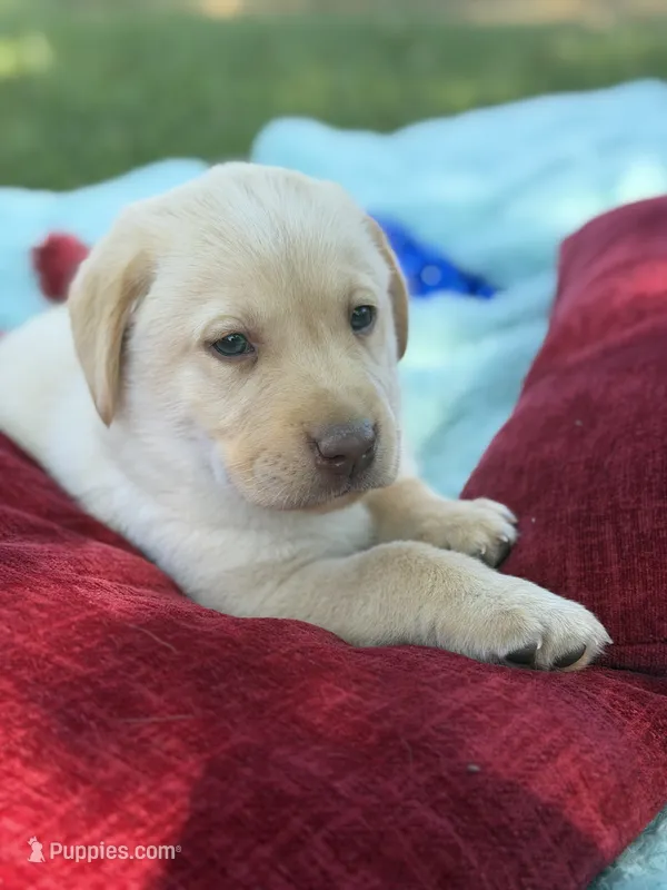 Blue Collar- M – Labrador Retriever puppy for sale in North Wilkesboro, NC