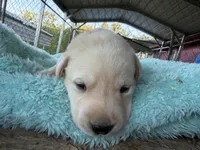 Red Collar- M, a female Labrador Retriever for sale in North Wilkesboro, NC – Photo 2 of 4