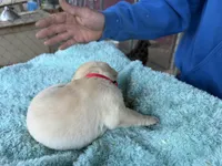 Red Collar- M, a female Labrador Retriever for sale in North Wilkesboro, NC – Photo 4 of 4