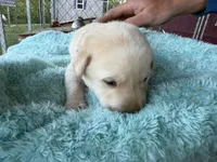 Red Collar- M, a female Labrador Retriever for sale in North Wilkesboro, NC – Photo 3 of 4