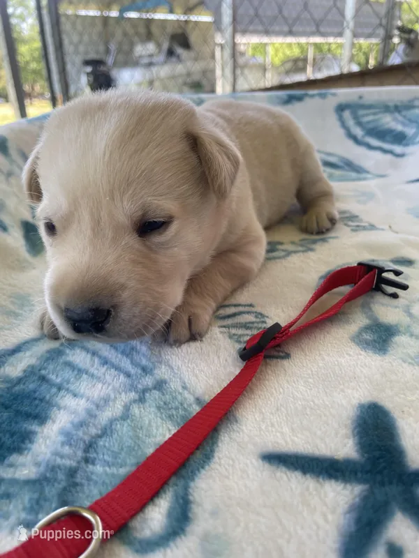 Red Collar- M – Labrador Retriever puppy for sale in North Wilkesboro, NC