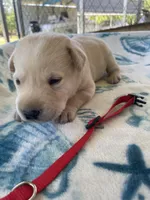 Red Collar- M, a female Labrador Retriever for sale in North Wilkesboro, NC – Photo 1 of 4