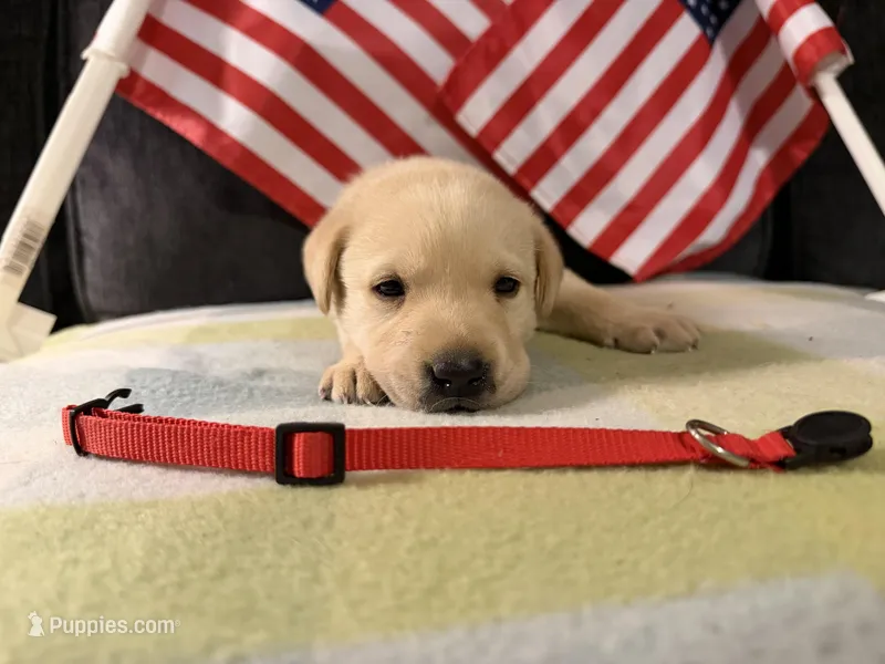 Red Collar- M – Labrador Retriever puppy for sale in North Wilkesboro, NC