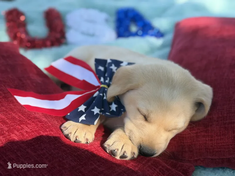 Red Collar- M – Labrador Retriever puppy for sale in North Wilkesboro, NC