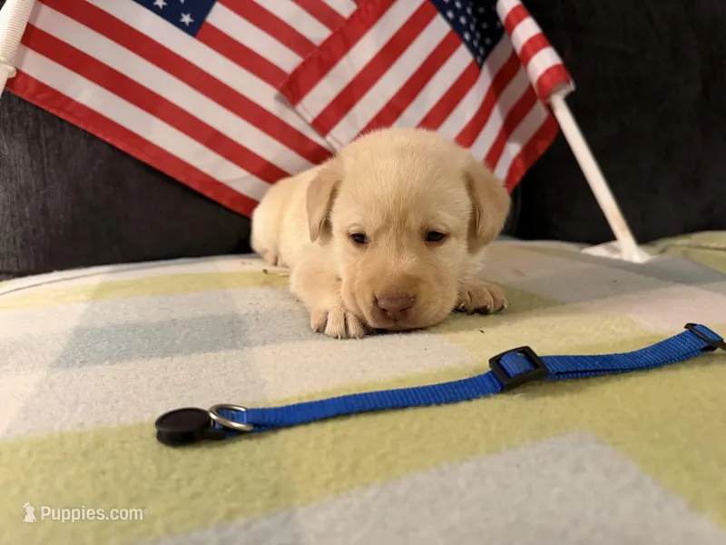 Blue Collar- M – Labrador Retriever puppy for sale in North Wilkesboro, NC