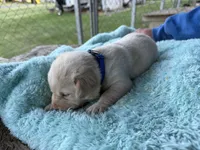 Blue Collar- M, a female Labrador Retriever for sale in North Wilkesboro, NC – Photo 2 of 2