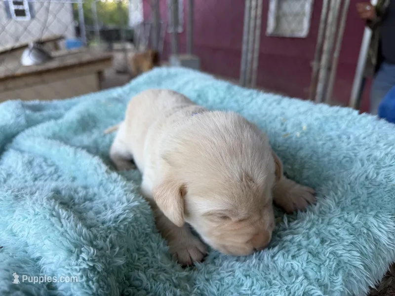 Blue Collar- M – Labrador Retriever puppy for sale in North Wilkesboro, NC