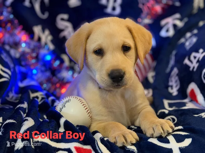 Red Collar- M – Labrador Retriever puppy for sale in North Wilkesboro, NC