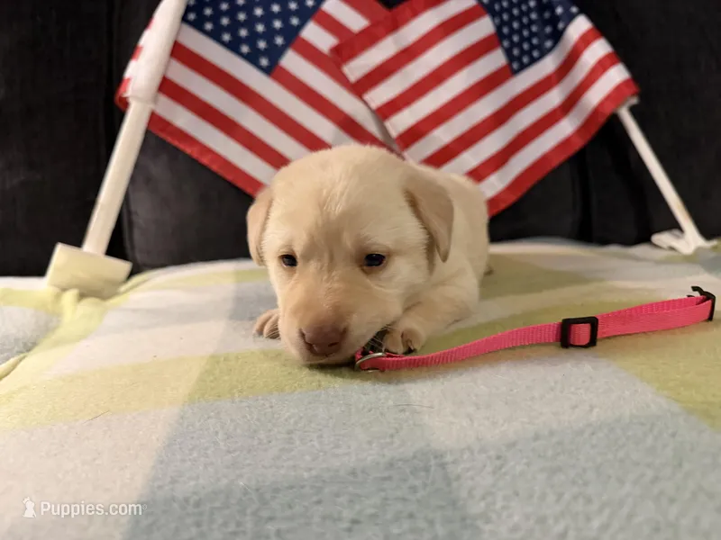 Hot pink collar- F – Labrador Retriever puppy for sale in North Wilkesboro, NC