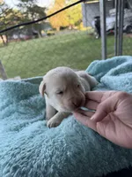 Hot pink collar- F, a female Labrador Retriever for sale in North Wilkesboro, NC – Photo 1 of 2