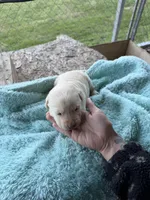 Hot pink collar- F, a female Labrador Retriever for sale in North Wilkesboro, NC – Photo 2 of 2