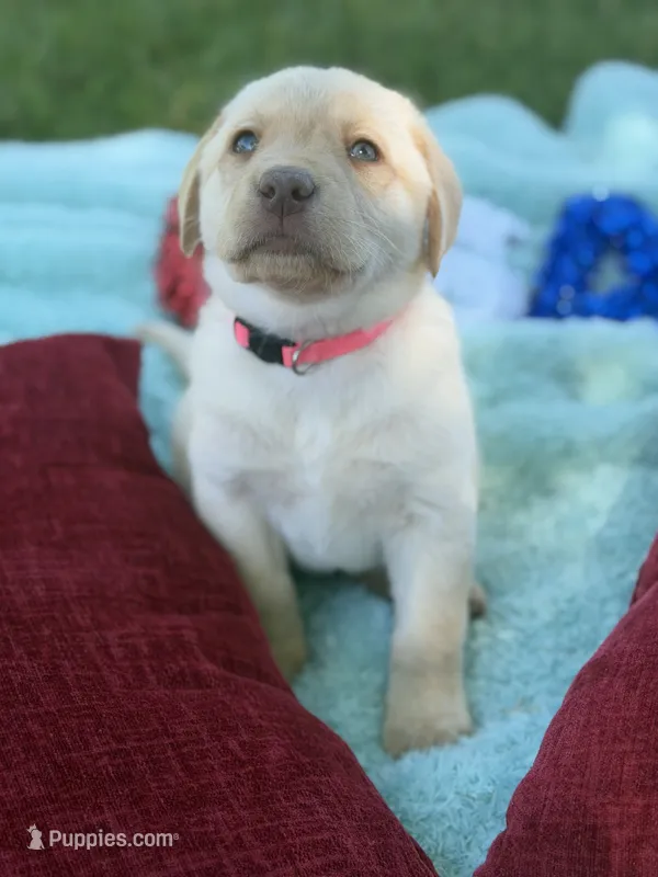 Hot pink collar- F – Labrador Retriever puppy for sale in North Wilkesboro, NC