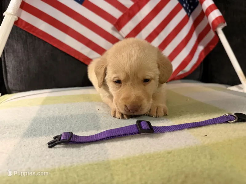 Purple Collar - F – Labrador Retriever puppy on hold in North Wilkesboro, NC