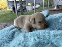 Purple Collar - F, a female Labrador Retriever for sale in North Wilkesboro, NC – Photo 2 of 2
