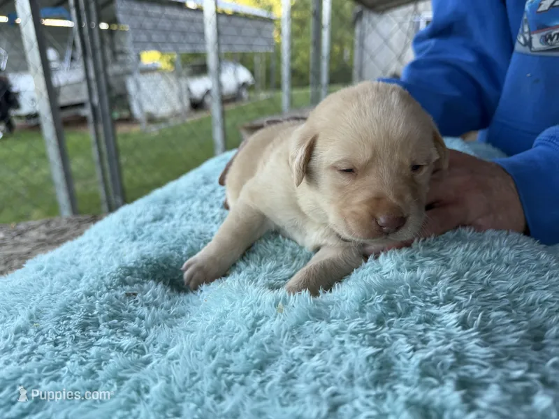 Purple Collar - F – Labrador Retriever puppy for sale in North Wilkesboro, NC