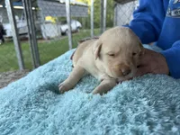 Purple Collar - F, a female Labrador Retriever for sale in North Wilkesboro, NC – Photo 1 of 2