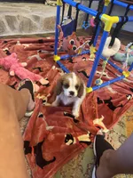 Sammy-sold, a male Cavalier King Charles Spaniel for sale in Crestview, FL – 2 of 4